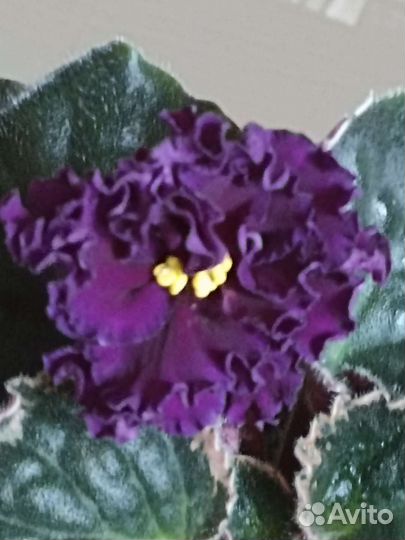 Фиалочки сортовые. Детки, листы