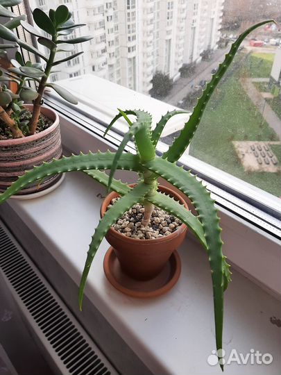 Фикус, драцена, церопегия