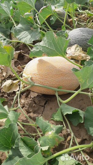 Арбузы дыня оптом