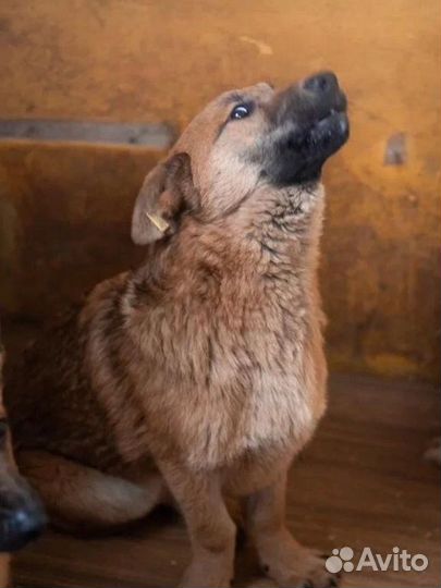 Собака в добрые руки