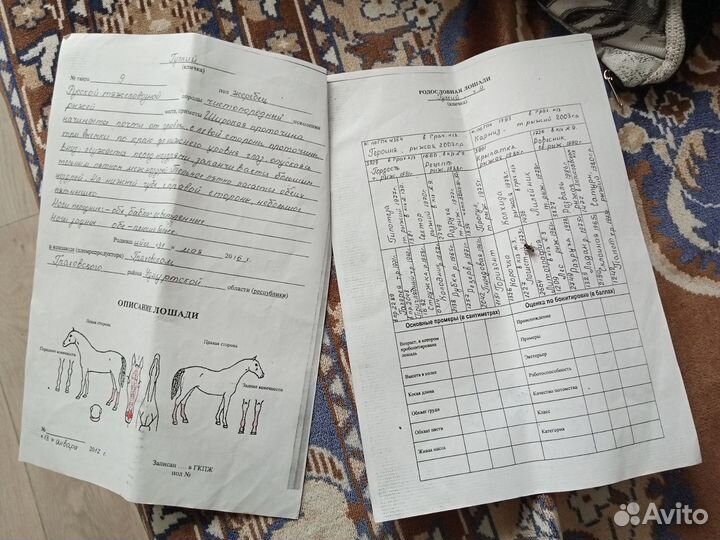 Лошадь жеребец русской тяжеловозной породы