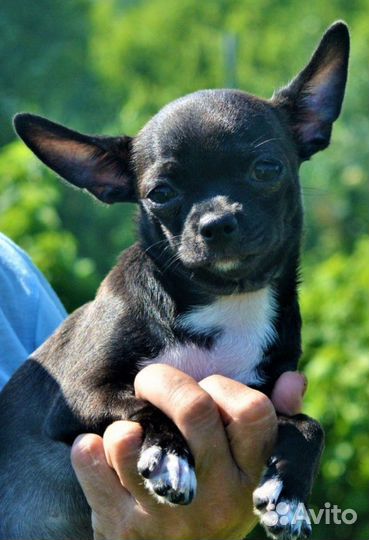 Чихуахуа девочка