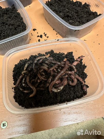 Калифорнийский червь