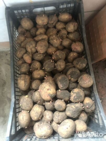 Семенной картофель