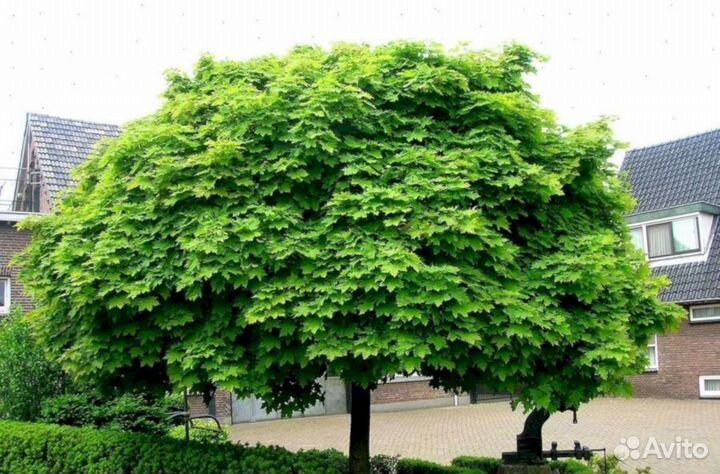 Клен Глобозум