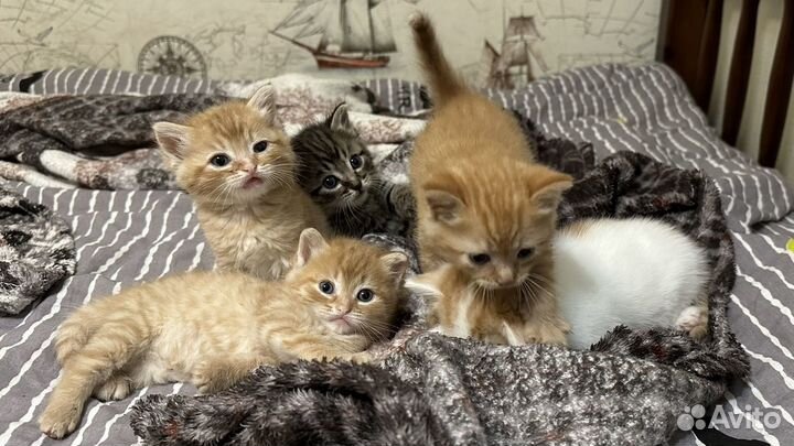 Котята