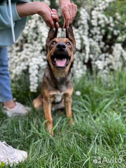 Щенок Лаки из приюта. Доставка