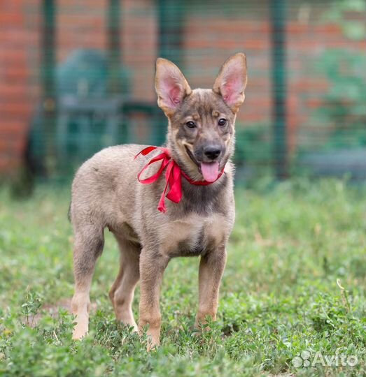 Щенок Тилли (девочка) в дар