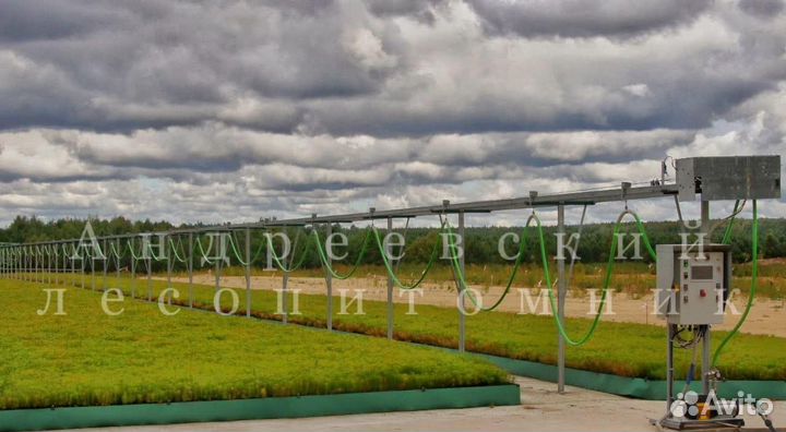 Сеянцы и саженцы сосны и ели зкс