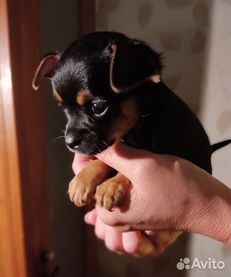 Мини той-терьер щенки