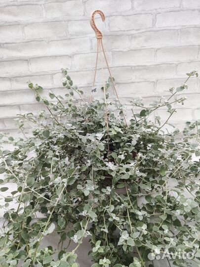 Гелихризум черешковый