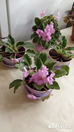 Фиалки сортовые