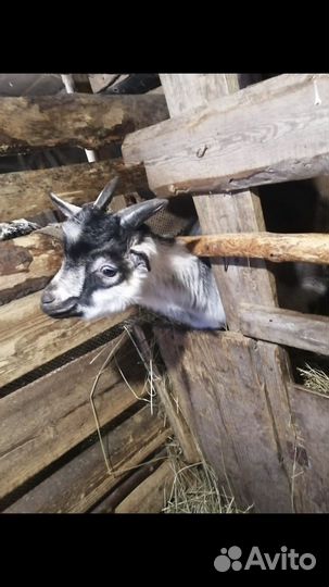 Продам козлят