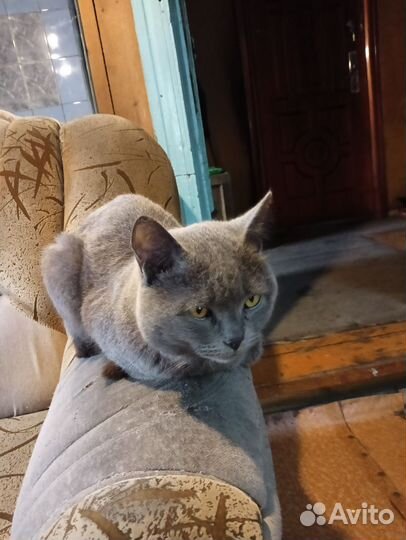 Британский кот