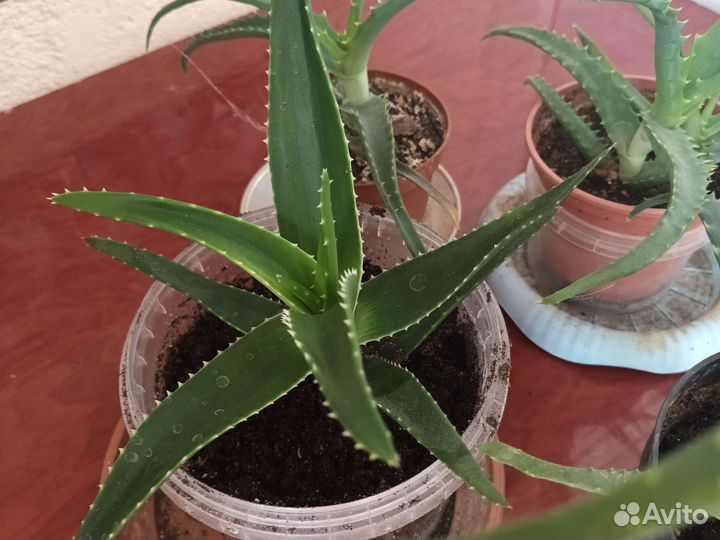 Алоэ столетник