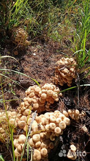 Маринованые грибы опята,маслята