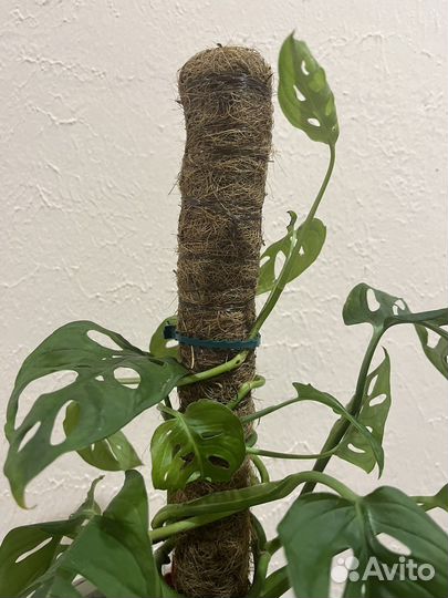 Монстера манки маск взрослая