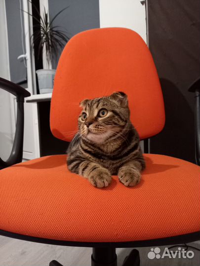 Шотландский вислоухий кот для вязки