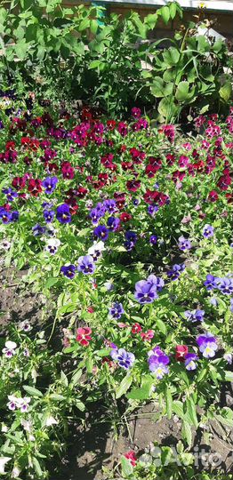 Виола (анютины глазки)