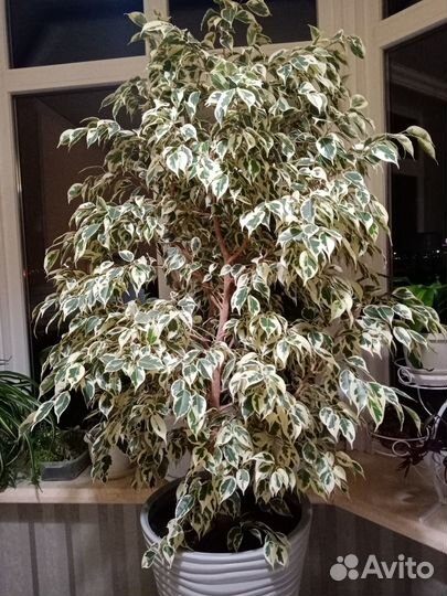 Фикус бенджамина