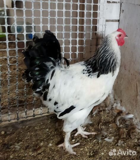 Петух Красавчик Колумбийский Брама