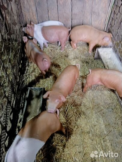 Поросята Дюрок