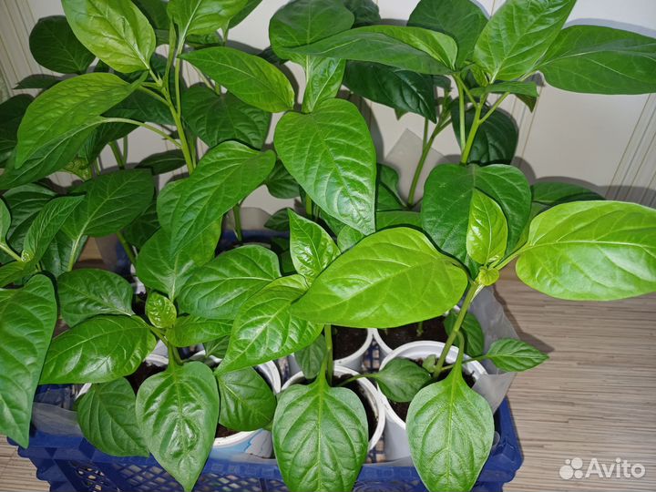 Перец болгарский