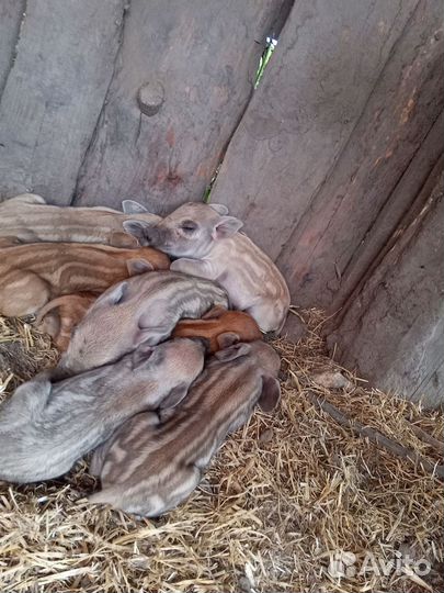 Поросята дикого кабана