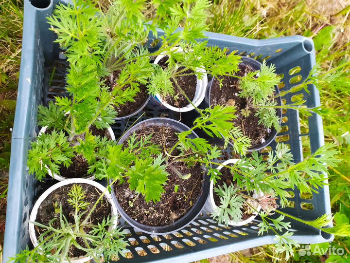 Прострел, двухлетнее растение