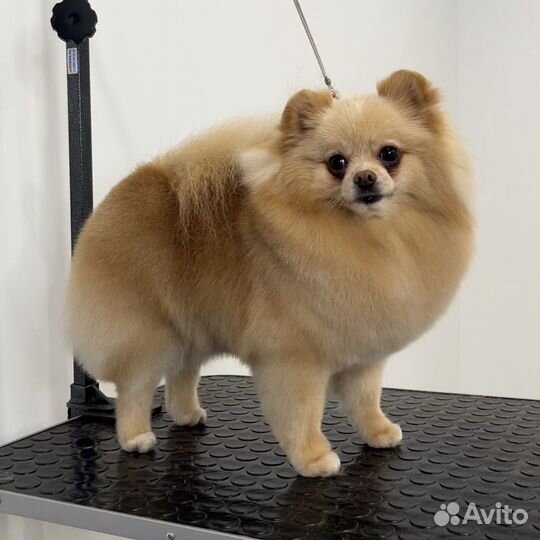 Породный груминг шпица, стрижка