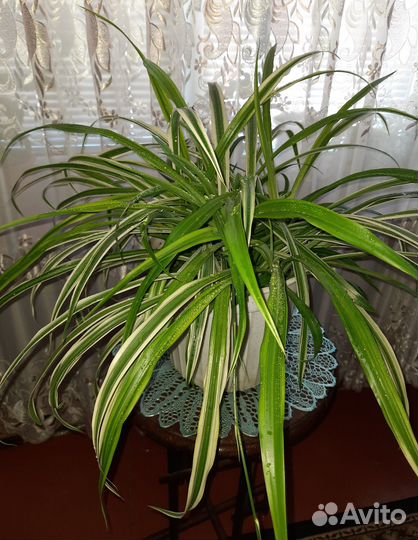 Хлорофитум