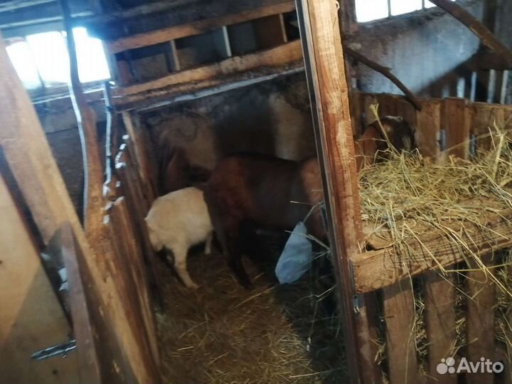 Козы козлята