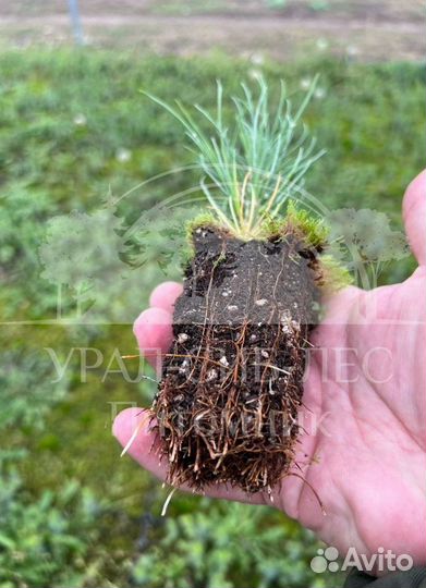 Сеянцы на лесовосстановление Ель Голубая зкс