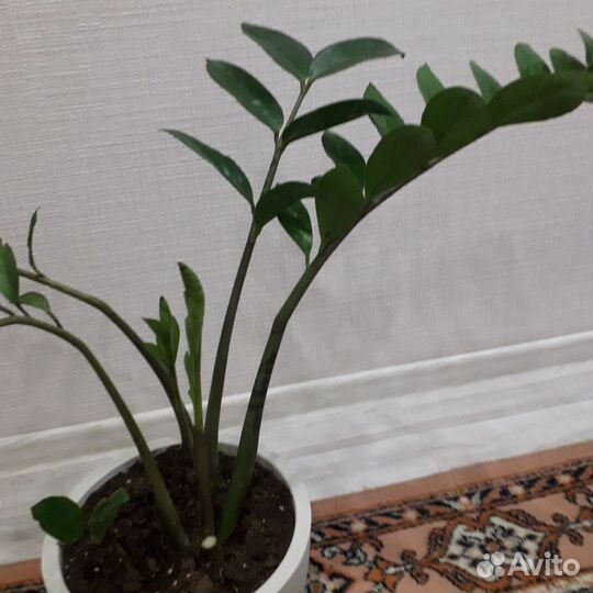 Цветы домашние в горшках