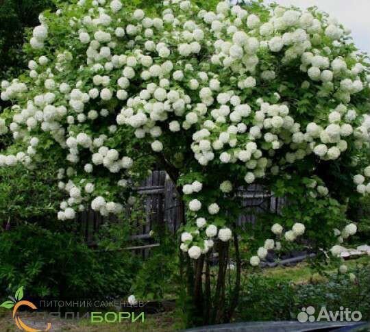 Калина Бульденеж