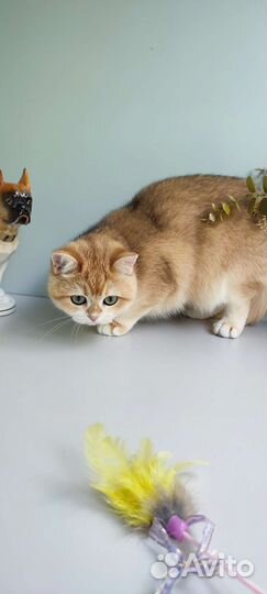 Золотая девочка