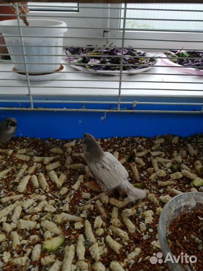 Зебровые амадины