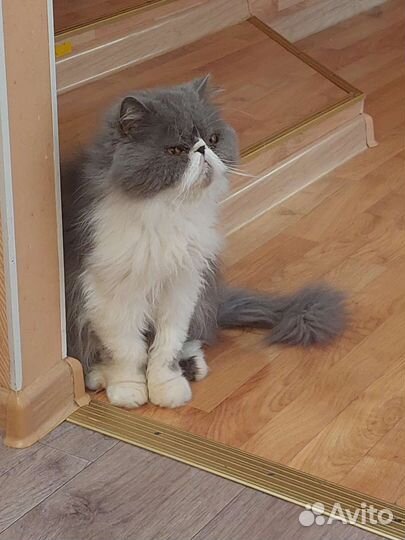 Гостиница для кошек