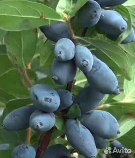 Свежая ягода жимолости