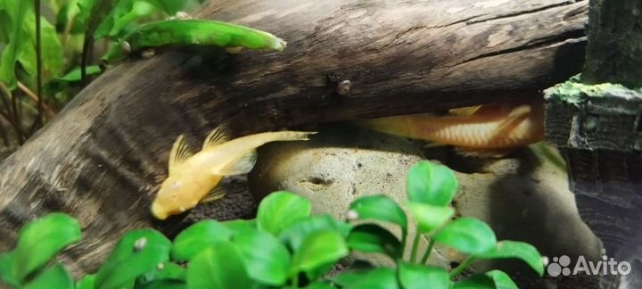 Сомики анциструсы золотые