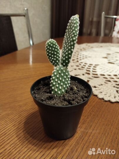 Кактус опунция