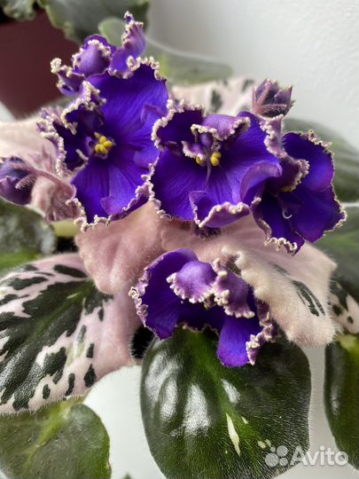 Сортовые фиалки