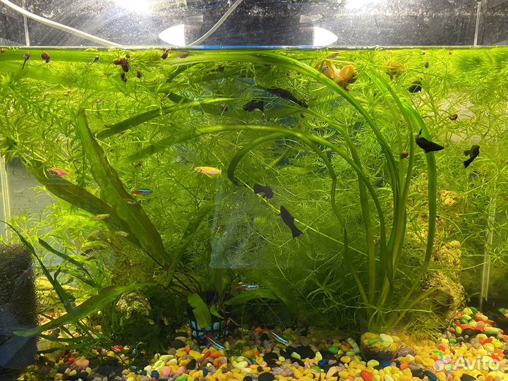 Гуппи эндлера