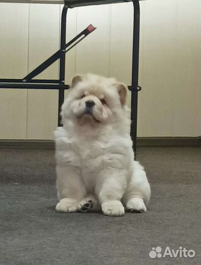 Кремовый мальчик