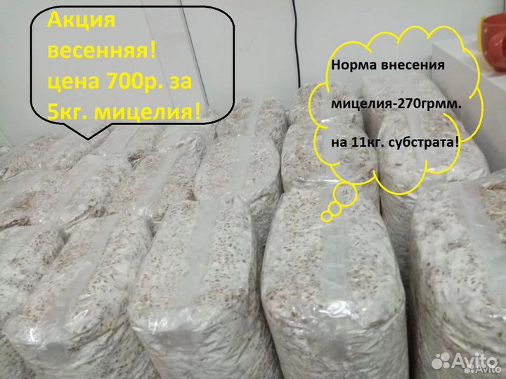 Мицелий для засева в блок вешенка
