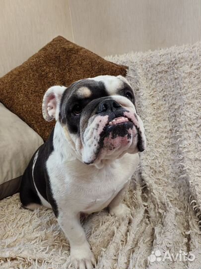 Английский бульдог