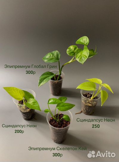 Эпипренум/ Сциндапсус