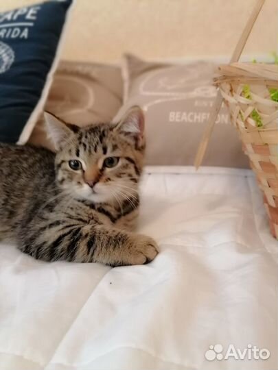 Котенок британский