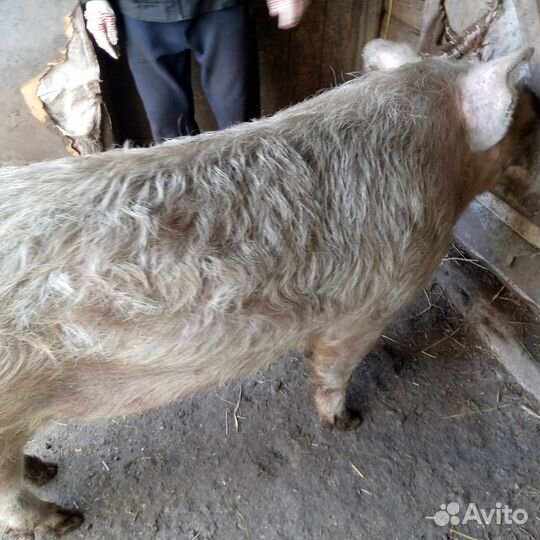 Хряк на племя