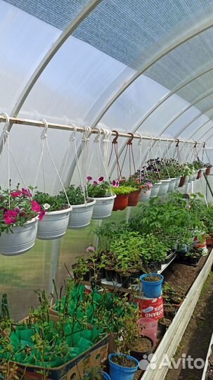 Клубника Гортензии Лилии Хосты